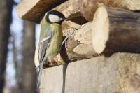 Zajęcia otwarte z rodzicami w grupie Leśnych Ludków-konstruowanie budek lęgowych dla ptaków